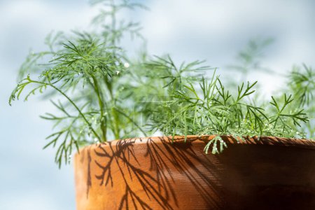 Photo for Closeup of fresh dill with water drops after spraying over sky. Potted greens on terrace. Home grown organic herbs and spices. Indoor gardening. Eco friendly natural bio garden at home - Royalty Free Image