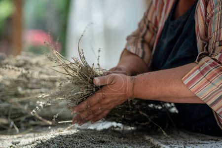 Photo for Old woman housewife grinds dried lavender. Heavy manual labor on home farm in village rural non urban area outside city. Housekeeping, growing herbs and spices at home, collecting fragrant plants. - Royalty Free Image