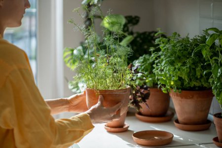 Greens fresh dill in pot in female hands with other greens herbs on background. Concept grow fresh herbal plants in home garden on kitchen table. Planting and food growing. Eco friendly bio small farm