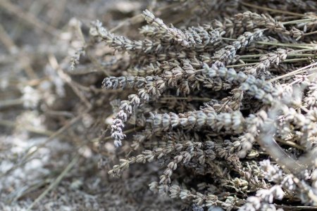 Photo for Bouquet of lavender drying outside in sun. Large pile of plants flowers losing color due to drying for alternative rural non urban medicine, manufacture of drugs for treatment, for food consumption - Royalty Free Image