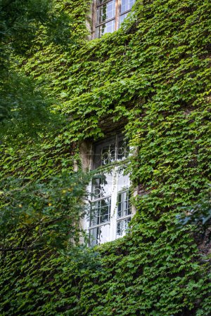 Photo for Green facade, eco house concept. Ivy covered building in Tbilisi Georgia. Vine creeper around window on facade house covered wild grape. - Royalty Free Image