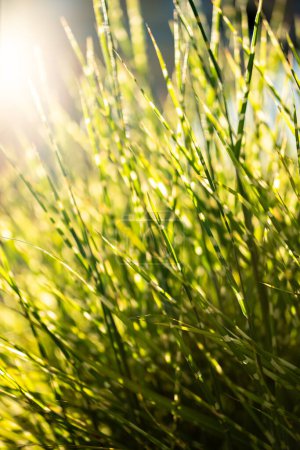 Photo for Closeup of fresh green grass at sunset. Yellow grass herbs at sunrise with sun rays. Natural summer spring greenery background. Calm scene. - Royalty Free Image