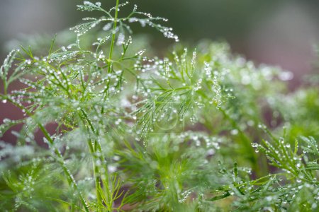 Photo for Closeup of fresh dill with water drops after spraying. Greens on terrace. Home grown organic herbs and spices. Indoor gardening. Eco friendly natural bio garden at home - Royalty Free Image
