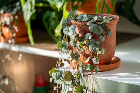 Photo for Ceropegia woodii houseplant with long heart shaped leaves in terracotta pot at sunlight closeup. String of hearts succulent plant in flowerpot. Indoor gardening, hobbies concept. - Royalty Free Image