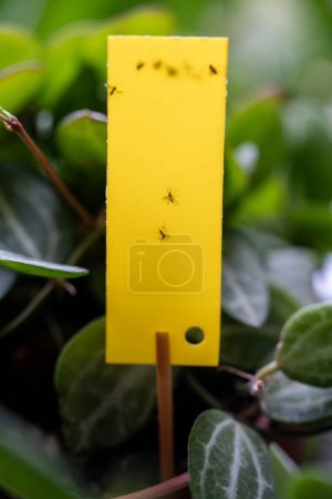 Photo for Fungus gnats stuck on yellow sticky trap closeup. Non-toxic flypaper for Sciaridae insect pests around Dischidia ovata houseplant at home garden. Eco plant pest control indoor. - Royalty Free Image