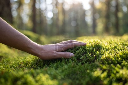 Photo for Man plants lover touching green soft moss in autumn forest, hand close-up. Guy feels fluffy surface enjoys pastime outdoors on nature. Explore world protect nature save planet eco-friendly lifestyle. - Royalty Free Image