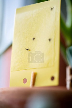 Foto de Hongos mosquitos pegados en la trampa amarilla pegajosa macro. Papel volador no tóxico para plagas de insectos Sciaridae alrededor de plantas de interior en macetas en primer plano, enfoque suave. Planta de control de plagas interior. - Imagen libre de derechos