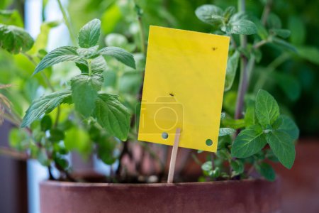 Photo for Fungus gnats stuck on yellow sticky trap closeup. Non-toxic flypaper for Sciaridae insect pests around potted Mint houseplant at home garden. Eco plant pest control indoor. - Royalty Free Image