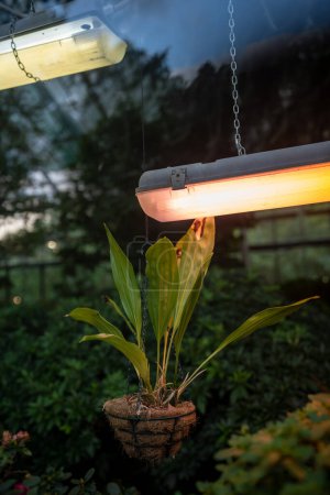 Téléchargez les photos : Lampes Phyto pour la croissance des plantes en saison froide en serre. Éclairage artificiel des plantes dans de courtes conditions de lumière du jour en serre. Gros plan de plante d'intérieur suspendue en pot sous phytolamp en serre - en image libre de droit