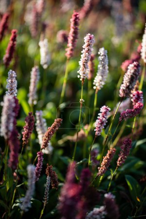 Téléchargez les photos : Gros plan de floraison Polygonum affine dans le jardin. Bistorta affinis plantes à fleurs dans le parc d'été. Fleur rétro-éclairée, fond flou. - en image libre de droit
