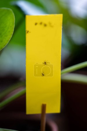 Photo for Fungus gnats stuck on yellow sticky trap closeup. Non-toxic flypaper for Sciaridae insect pests around houseplant at home garden. Eco plant pest control indoor. - Royalty Free Image