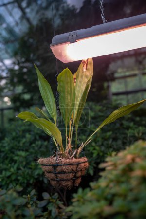 Foto de Lámparas Phyto para el crecimiento de plantas en estación fría en invernadero. Iluminación artificial de plantas en condiciones de poca luz diurna en invernadero. Primer plano de la planta de interior colgante en maceta bajo phytolamp en invernadero - Imagen libre de derechos