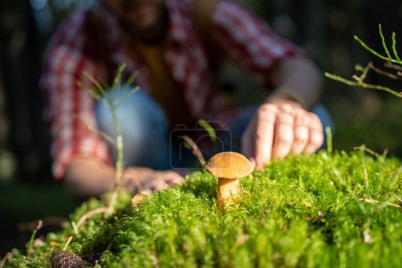 Photo for Man hands picking edible mushroom in moss in autumn forest, hiker in woodland. Unrecognizable male finding fresh mushrooms walking outdoors enjoying nature. Mushroom picker, mushrooming concept. - Royalty Free Image
