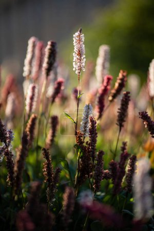 Téléchargez les photos : Gros plan de floraison Polygonum affine dans le jardin. Bistorta affinis plantes à fleurs dans le parc d'été. Fleur rétro-éclairée, fond flou. - en image libre de droit
