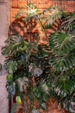 Téléchargez les photos : Tropical Monstera Deliciosa dans le salon au-dessus du mur de briques rouges. Variété de philodendrons. Accueil jardinage, plante d'intérieur à la mode, plantes décorations concept. - en image libre de droit