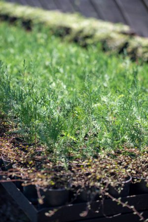 Téléchargez les photos : Les semis de thuja vert poussent en serre. Plantes à décor cultivé pour la vente. Groupe de petits et jeunes conifères dans la serre. Concept d'environnement, écologie - en image libre de droit