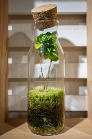Photo for Small botanical home garden with miniature green plant inside transparent glass decorative florarium container. Modern organic interior decor, home closed ecosystem and natural ecological hobby - Royalty Free Image