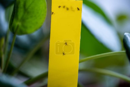 Photo for Fungus gnats stuck on yellow sticky trap closeup. Non-toxic flypaper for Sciaridae insect pests around Pilea peperomioides houseplant at home garden. Eco plant pest control indoor. - Royalty Free Image