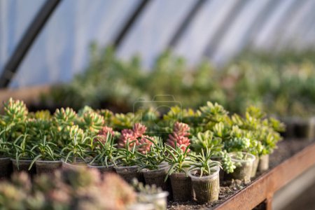 Photo for Succulents, cactuses and decorative plants growing in seed plot, orangery, greenhouse for further selling in garden center, store of houseplants, flowers shop. Little potted plants standing on shelves - Royalty Free Image