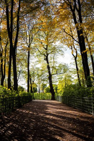 Photo for Autumn landscape in nature park with ground road pathway yellow trees fence on sides in sunny day. Calm view picturesque scene, outdoor public place in city urban infrastructure. Dry leaves on earth. - Royalty Free Image