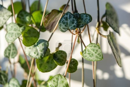 Photo for Ceropegia Woodii houseplant with long heart shaped leaves closeup. String of hearts succulent plant. Indoor gardening, hobbies concept. - Royalty Free Image