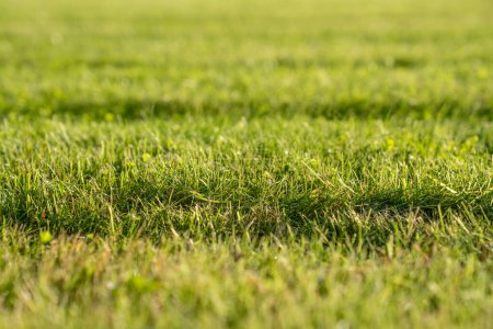 Photo for Closeup freshly mowed lawn with stripes on green grass from lawn mower on field. Natural greenery texture, stripes after mowing. Field for training football pitch, Golf Courses, green lawn pattern. - Royalty Free Image