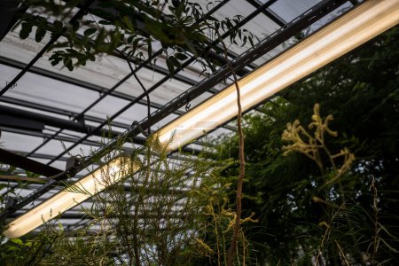 Foto de Lámparas Phyto para el crecimiento de plantas en estación fría en invernadero. Iluminación artificial de plantas en condiciones de poca luz diurna en invernadero. Cultivo de plantas de interior tropicales en invernadero - Imagen libre de derechos