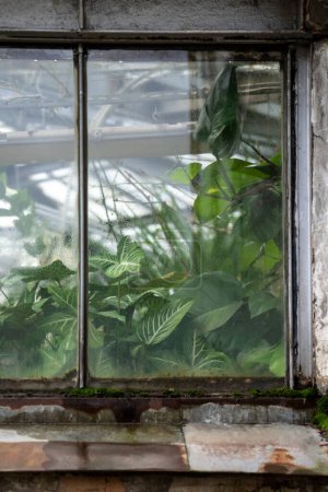 Foto de Antiguo cristal de la ventana de naranjería, invernadero, invernadero para el cultivo de plantas tropicales y subtropicales decorativas. Hojas verdes de palmeras exóticas, yuca detrás del acristalamiento de naranjos. Vintage edificio exterior - Imagen libre de derechos