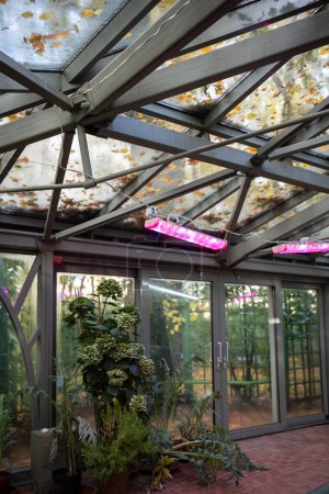 Foto de Phytolamps en el jardín de invernadero en otoño-invierno para las plantas cultivadas en lugar de sol. Lámparas UV iluminación artificial para el concepto de cultivo de plantas. Púrpura rosa luz flor invernadero invernadero naranjería. - Imagen libre de derechos
