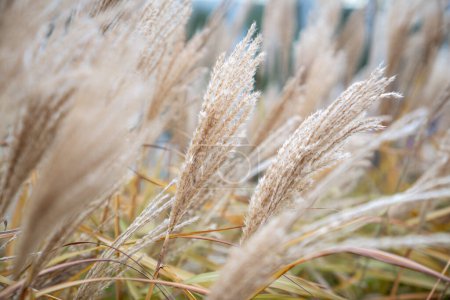 Photo for Dry pampas grass outdoors. Plant Cortaderia selloana soft focus. Natural abstract background with fluffy dry reeds in sunlight - Royalty Free Image