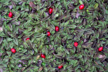 Téléchargez les photos : Rosehip baies rouges sur le buisson de la plante Cotula Potentillina. Fond naturel. Fruits d'automne. Rosehip pour thé, production médicale, boissons à base de plantes. Plante contenant de la vitamine C. Baies utiles saines. - en image libre de droit