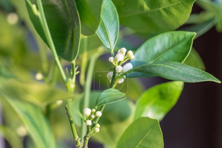 Photo for Blooming citrus calamondin tree with bud and fragrant flowers. Ready to bloom houseplant Tangerine Mandarin at home closeup. Indoor gardening concept. - Royalty Free Image