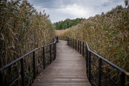 Photo for Eco-trail made of planks among tall ears of corn. Equipped specially protected walking educational route over surface of coastal part of sea, bay, swamp in nature reserve in autumn season. - Royalty Free Image