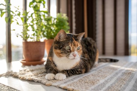 Photo for Relaxed cat lying on natural carpet in sunny warm terrace with green herbal plants in clay pots. Fluffy cute pet enjoy good day on apartment balcony. Love domestic animals and houseplants. Cozy home. - Royalty Free Image