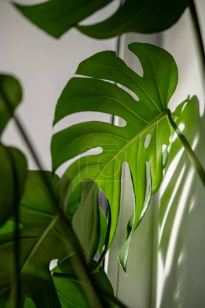 Photo for Closeup of glossy perforated leaf of decorative evergreen houseplant Monstera with shadow falling in light on wall. Exotic tropical philodendron with thin stem and split leaves popular at plant lovers - Royalty Free Image