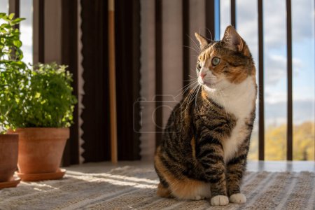 Photo for Cute cat enjoy warm sunshine sitting on cozy apartment balcony with green herbal plants in pots. Fluffy kitten with pink nose breathing fresh air resting on terrace near houseplants. Domestic animals. - Royalty Free Image