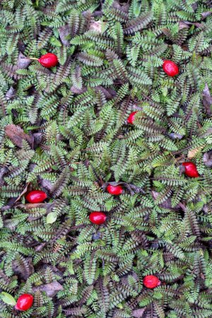 Photo for Red ripe brier berries fallen from wild rose bush lying on ground on green Cotula Potentillina leaves in autumn. Edible fresh sweet berries rich in vitamin C, natural antioxidant, useful for health - Royalty Free Image