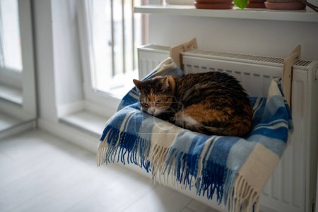 Photo for Fluffy domestic cat basking and sleeping near hot radiator on convenient cozy shelf covered with soft plaid used for cats, kittens during heating season. Comfortable accessories for domestic animals - Royalty Free Image