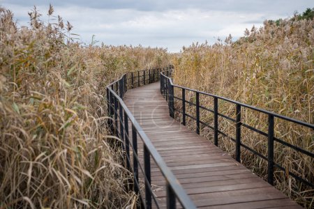 Photo for Eco-trail made of planks among tall ears of corn. Equipped specially protected walking educational route over surface of coastal part of sea, bay, swamp in nature reserve in autumn season. - Royalty Free Image