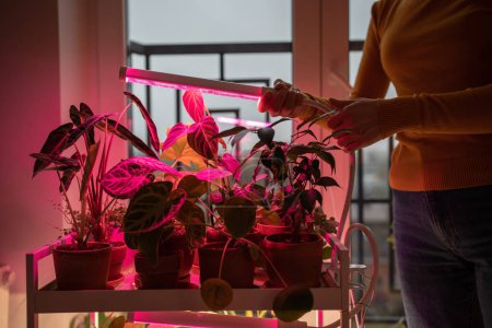 Téléchargez les photos : Femme installant la lampe rose pourpre de LED pour l'éclairage supplémentaire de la plante d'intérieur en saison d'hiver dans l'appartement. Plante d'intérieur sous éclairage artificiel lampe phyto à la maison, combler le manque de lumière du jour - en image libre de droit