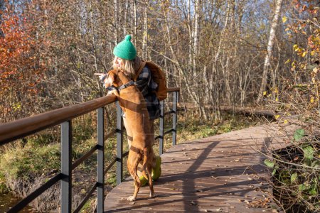 Photo for Pet owner with clever hound dog standing on bridge across stream, watching birds attentively. Female pet lover spending pastime in forest hiking with magyar vizsla among moors in warm sunny day - Royalty Free Image