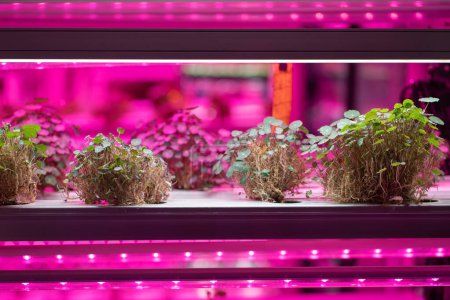 Foto de Luces led de espectro completo para Nasturtium. La ensalada joven crece en la granja vertical bajo las luces ultravioletas de la planta UV para el cultivo en interiores. Hidropónica y métodos modernos de cultivo de micro-verdes - Imagen libre de derechos