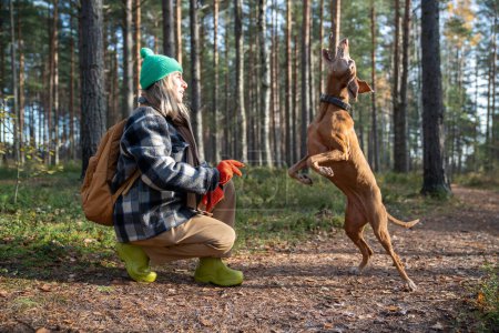 Foto de Mujer de mediana edad entrenando perro se alimenta como recompensa por la ejecución del comando caminando en el bosque de pinos. Perro captura de tratar en el aire saltando en la naturaleza en el parque de otoño. Concepto de mantenimiento educación para mascotas. - Imagen libre de derechos
