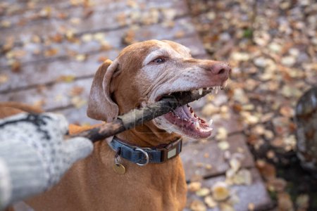 Foto de Pura raza caza húngaro perro magiar vizsla. Cachorro enérgico de tamaño mediano con recubrimiento corto marrón jugando en el bosque de otoño, sosteniendo un palo de madera en los dientes. Leal cariñosa familia perro y compañero - Imagen libre de derechos