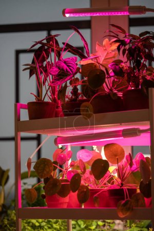 Téléchargez les photos : Le gros plan de phytolamp illumine la plante à la maison, compensant ainsi le manque de lumière du jour et de lumière du soleil. Lampe LED pourpre pour l'éclairage supplémentaire des plantes d'intérieur en saison d'hiver dans l'appartement. Soin des plantes. - en image libre de droit