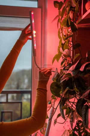 Téléchargez les photos : Femme installant lampe phyto à la maison pour cultiver des plantes en hiver, main gros plan. Lumière violette de la lampe photo avec lumière brillante pour la culture de fleurs de plantes d'intérieur. Lampes UV éclairage artificiel dans la chambre. - en image libre de droit