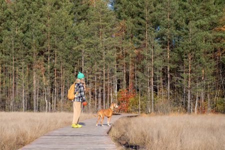 Photo for Pet owner spending pastime in pine forest hiking, walking with hound dog. Female standing on wooden walkway among moors, listening to silence attentively together with pedigree magyar vizsla puppy - Royalty Free Image