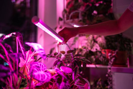 Photo for Female installing LED purple pink lamp for supplementary lighting of indoor plant in winter season in apartment. Houseplant under phyto lamp at home, making up for lack of real daylight and sunlight. - Royalty Free Image