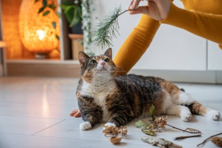 Photo for Curious cat sniffing pine branch, leaves, dry flowers lying on floor at home. Woman pet owner giving to cat different plants to smell for prevention of feline dementia. Caring domestic pets concept. - Royalty Free Image