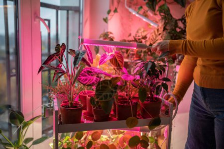 Téléchargez les photos : Femme installant lampe phyto à la maison pour cultiver des plantes sur les plantes d'intérieur dans le temps froid. Lampe photo à lumière violette avec lumière brillante pour les fleurs en culture en pots. Jardin d'hiver. Lampes UV éclairage artificiel. - en image libre de droit